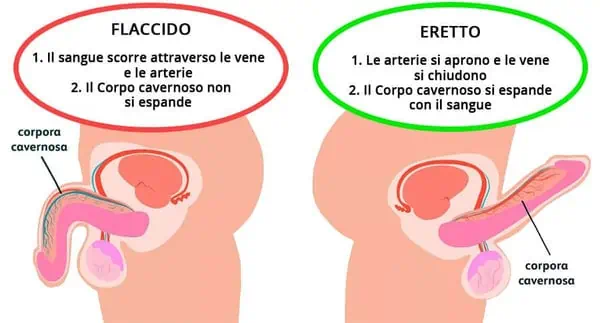 How erectile dysfunction occurs and how it is treated
